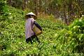 Tea fields